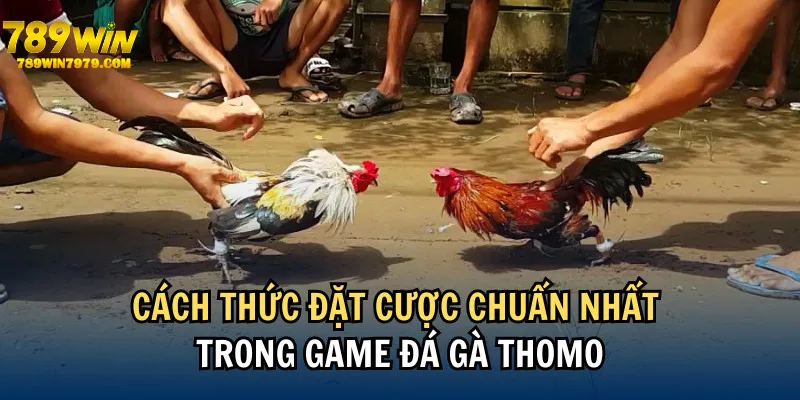 Cách chơi, tham gia cá cược đá gà Thomo tại 789WIN