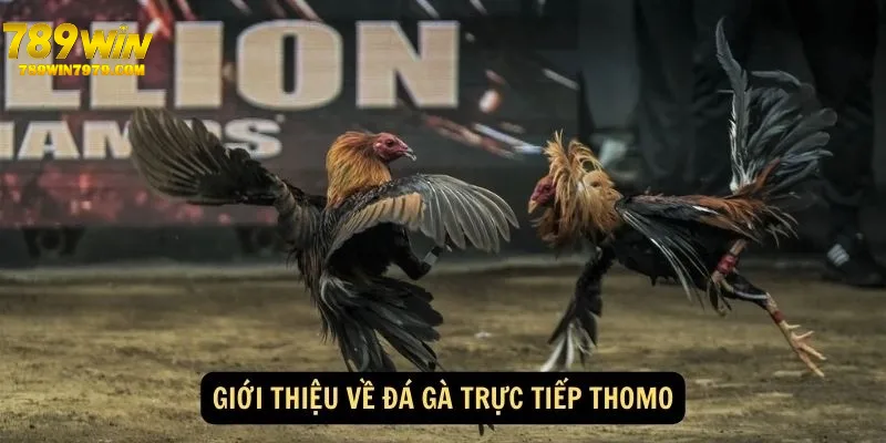 Một vài nét cơ bản về đá gà Thomo