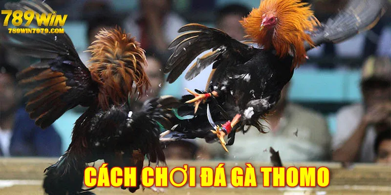 cach-choi-da-ga-thomo-tại-789win